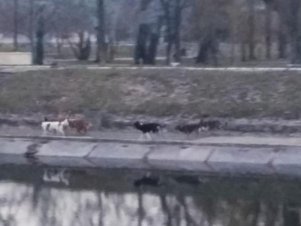 Новина Кропивницький: На проспекті Винниченка зграя собак напала на чоловіка (ФОТО) Ранкове місто. Кропивницький