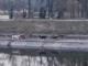 Кропивницький: На проспекті Винниченка зграя собак напала на чоловіка (ФОТО)