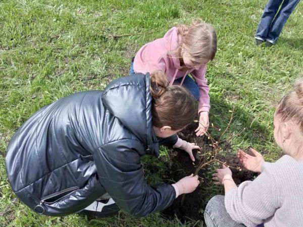 Новина Кіровоградщина: Попри війну саджаємо дерева Ранкове місто. Кропивницький