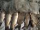 Кіровоградщина: Поліція за три місяці вилучила у браконьєрів дві тонни риби