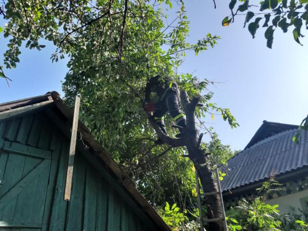 Новина На Кіровоградщині рятувальники тричі розпилювали аварійні дерева (ФОТО) Ранкове місто. Кропивницький