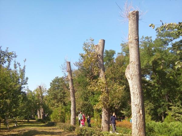 Новина Кропивницький: Активісти влаштують мітинг на підтримку мораторію на обрізку дерев Ранкове місто. Кропивницький
