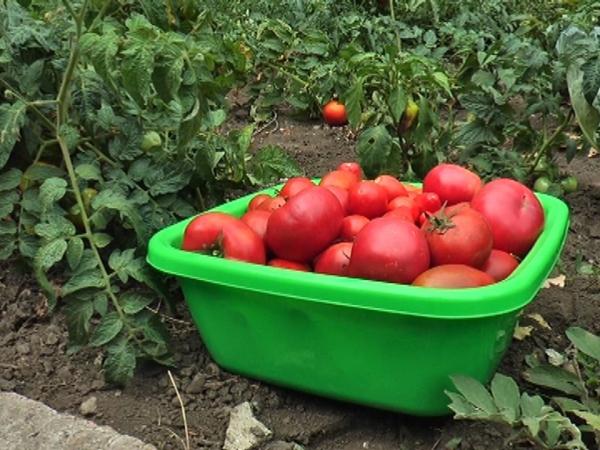 Новина У Кропивницькому діти з інвалідністю вирощують овочі на власному городі (ВІДЕО) Ранкове місто. Кропивницький