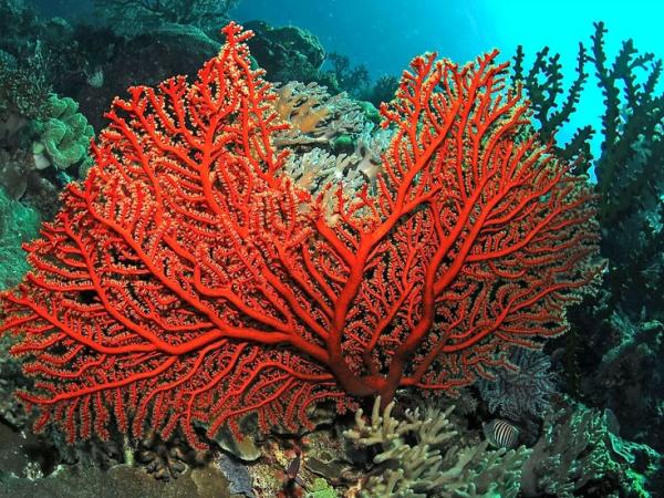 Новина Кропивницький музей представив експонат - коралове намисто «Добре» Ранкове місто. Кропивницький