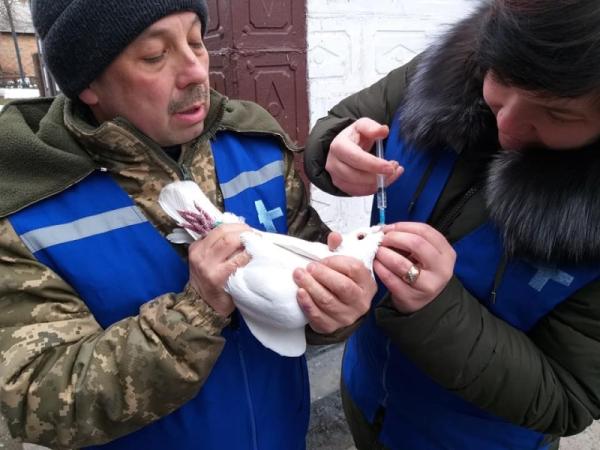 Новина На Кіровоградщині вакцинують свійських птахів Ранкове місто. Кропивницький
