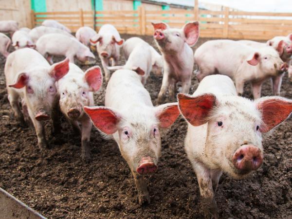 Новина На Кіровоградщині зареєстрували випадок африканської чуми свиней Ранкове місто. Кропивницький
