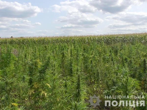 Новина На Кіровоградщині протягом літа поліцейські «назбирали» більше 35 тисяч нарковмісних рослин Ранкове місто. Кропивницький