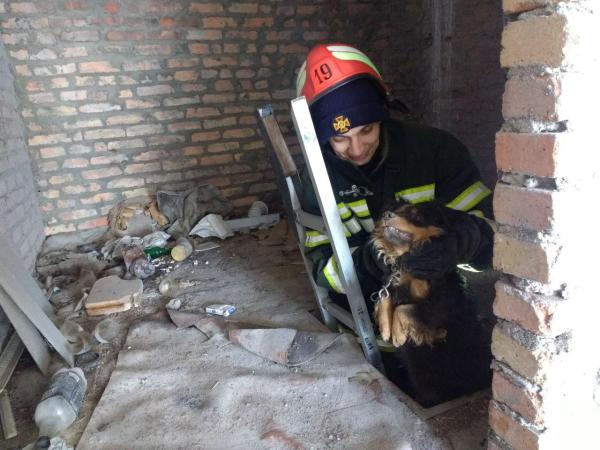 Новина У Новоукраїнці з підвального приміщення врятували собаку Ранкове місто. Кропивницький
