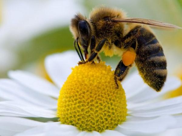 Новина Кіровоградщина: Оголошуються безкоштовні курси для поціновувачів бджільництва Ранкове місто. Кропивницький
