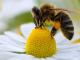 Кіровоградщина: Оголошуються безкоштовні курси для поціновувачів бджільництва