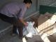 Кропивницькі чиновники забезпечили житлом «бездомних» лелек (ФОТО)