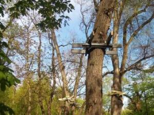 Новина У Кропивницькому знову знущаються над деревами (відео) Ранкове місто. Кропивницький