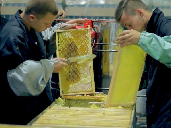 Новина Українське бджільництво отримує друге дихання (ФОТО) Ранкове місто. Кропивницький