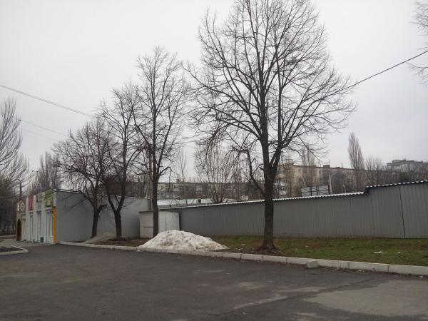 Новина Як у Кропивницькому приносять дерева в жертву заради бізнесу Ранкове місто. Кропивницький