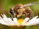 Чому на Кіровоградщині труяться бджоли?