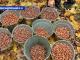 Кіровоградщина: Школярі допомагають лісівникам заготовляти жолуді (ВІДЕО)