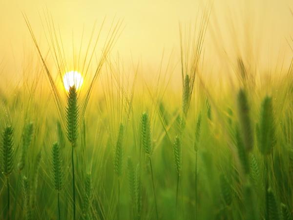 Новина Жнива-2019: В Україні зібрали 23,5 мільйонів тонн зерна нового врожаю Ранкове місто. Кропивницький