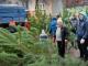 Торгівля новорічними ялинками у Кропивницькому розпочнеться 18 грудня (ГРАФІК, ЦІНИ на ялинки)