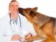 На Кіровоградщині потрібні лікарі ветеринарної медицини