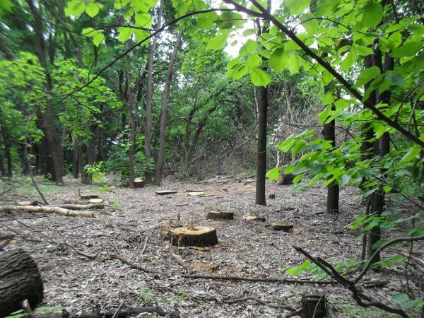 Новина На Кіровоградщині незаконно вирубують цінну деревину Ранкове місто. Кропивницький