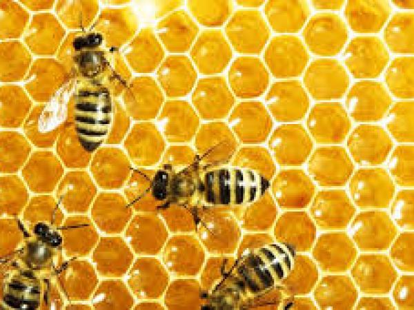 Новина Кіровоградщина: Як пасічникам вберегти своїх бджіл? Ранкове місто. Кропивницький