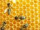 Кіровоградщина: Як пасічникам вберегти своїх бджіл?