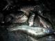 На Кіровоградщині під час рейдів поліцейські вилучили три тонни риби