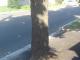 Кропивницький: На Короленка дорожники закатали дерева у асфальт (ФОТО)