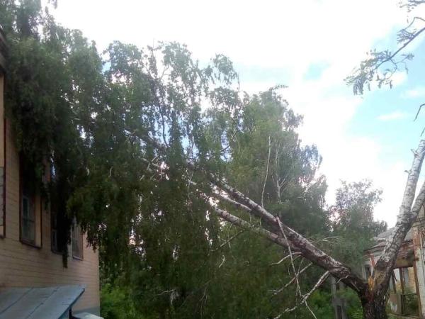 Новина Минулої доби рятувальники Кіровоградщини усунули небезпеку від двох аварійних дерев Ранкове місто. Кропивницький