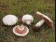 На Кіровоградщині п’ятнадцятирічна дівчинка отруїлася грибами (ВІДЕО)