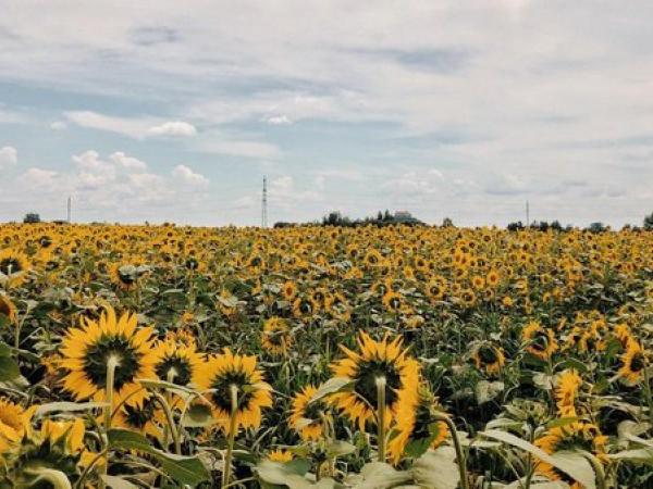 Новина Директор ПТУ на Кіровоградщині продав насіння соняшника на 800 тис. гривень дешевше Ранкове місто. Кропивницький