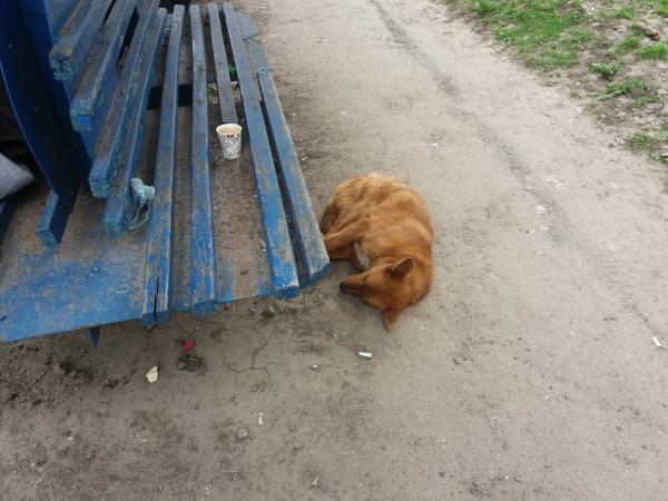 Новина У Кропивницькому пройде мовчазна акція на підтримку тварин Ранкове місто. Кропивницький