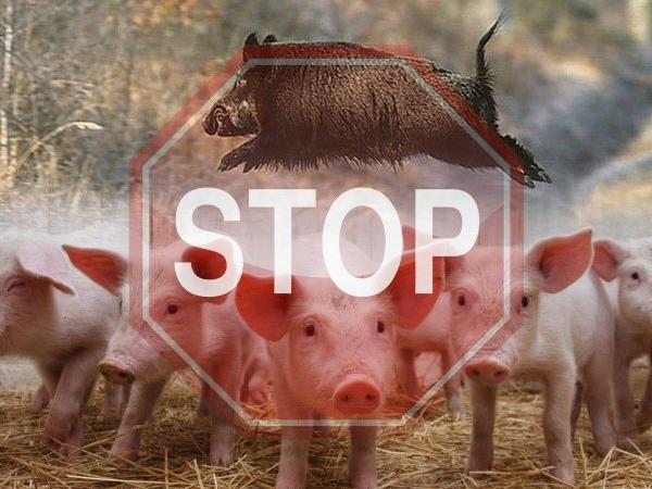 Новина Держпродспоживслужба закликає власників тварин об’єднати зусилля щодо подолання чуми свиней Ранкове місто. Кропивницький