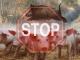 Держпродспоживслужба закликає власників тварин об’єднати зусилля щодо подолання чуми свиней