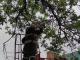 Кіровоградська область: рятувальники зрізали та прибрали аварійні дерева й гілки