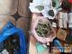 У Кропивницькому поліцейські знайшли у місцевих жителів два кг наркотичних засобів