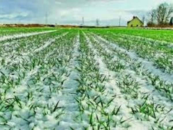 Новина 80% озимих зернових на Кіровоградщині в задовільному стані Ранкове місто. Кропивницький