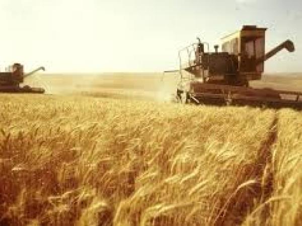 Новина Скільки пшениці реалізували сільгоспідприємства Кіровоградської області у 2017 році? Ранкове місто. Кропивницький