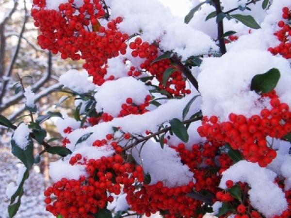 Новина Сьогодні, 30 листопада, у Кропивницькому очікується сніг Ранкове місто. Кропивницький