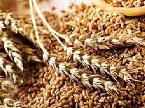 Новина Мінагрополітики: Презентували новий стандарт на пшеницю Ранкове місто. Кропивницький