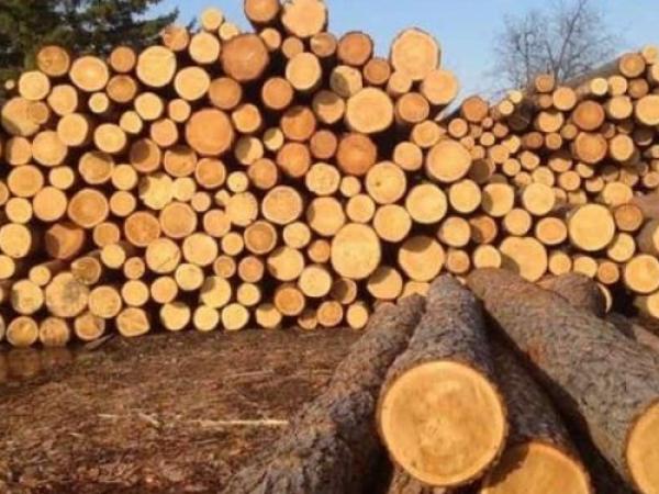 Новина Кіровоградщина: Мешканець Гайворонського району знищив 856 дерев Ранкове місто. Кропивницький