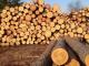 Кіровоградщина: Мешканець Гайворонського району знищив 856 дерев