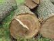 Судитимуть мешканця Кропивницького за незаконну порубку дерев