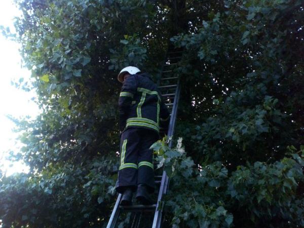 Новина У Кропивницькому рятувальники зняли з дерева кота (ФОТО) Ранкове місто. Кропивницький
