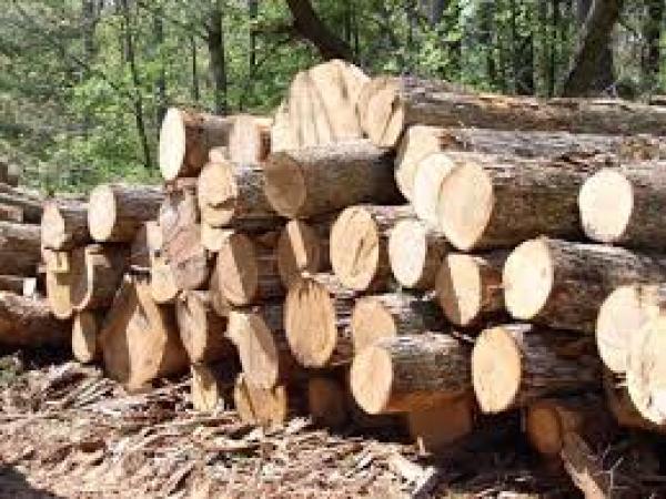 Новина На Кіровоградщині невідомі вирубали дерев на 430 тисяч Ранкове місто. Кропивницький