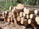 На Кіровоградщині невідомі вирубали дерев на 430 тисяч