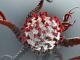 Кропивничан попередили про загрозу новового штаму коронавірусу 