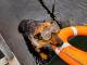 У рятувальників з’явилася нова «співробітнииця» - собака Найда