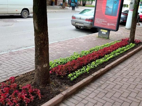 Новина У Кропивницькому деякі містяни викопують квіти з клумби (ВІДЕО) Ранкове місто. Кропивницький