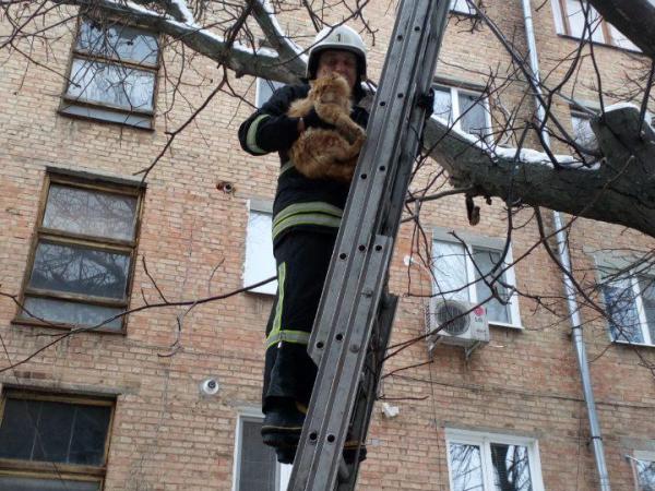 Новина У Кропивницькому рятувальники допомогли коту злізти з дерева Ранкове місто. Кропивницький